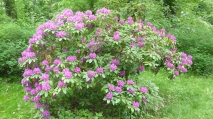 Rhododendren im Stadtpark